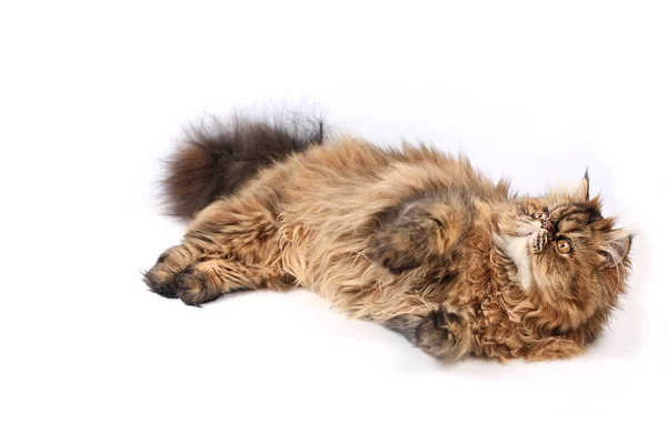 Kedi beyaz arka planda izole bir şekilde yatar ve bakar. İran cinsi.