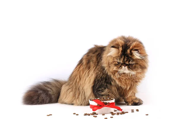 Katze frisst Trockenfutter isoliert auf weißem Hintergrund. Perserkätzchen — Stockfoto