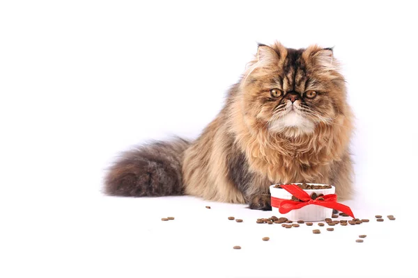 Katze frisst Trockenfutter isoliert auf weißem Hintergrund. Perserkätzchen — Stockfoto