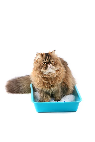 Kedi, beyaz arka planda izole edilmiş dolgusu olan bir tepside oturur. İran kedisi