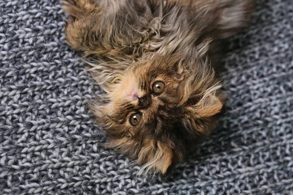 순한 담요 위에 누워 있는 귀여운 페르시아 새끼 고양이 — 스톡 사진