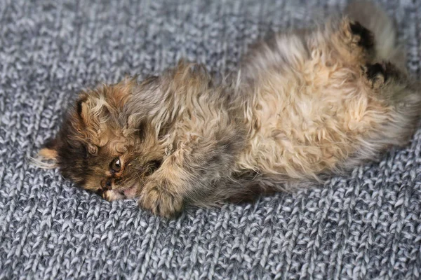 Mignon chaton persan couché sur une couverture tricotée — Photo