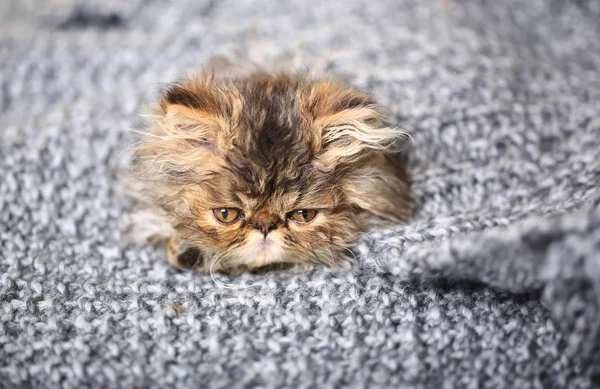 Niedliches persisches Kätzchen liegt auf einer Strickdecke — Stockfoto