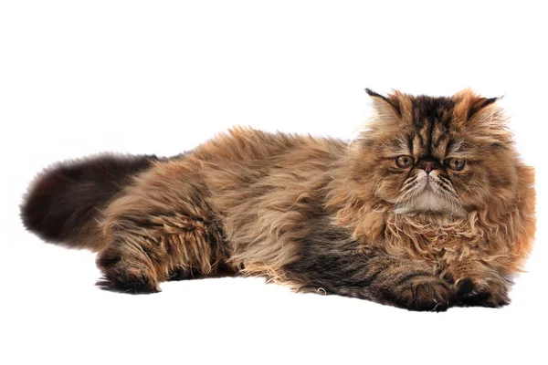 Persian cat isolated on white background — Stock Photo, Image