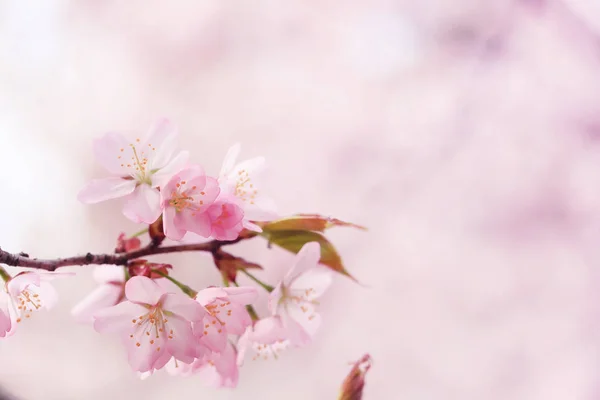 桜が咲き、春の穏やかな背景。リンゴの花選択的ソフトフォーカス — ストック写真