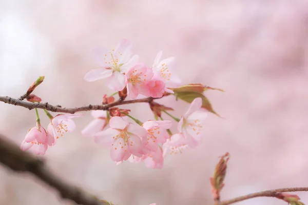 桜が咲き、春の穏やかな背景。リンゴの花選択的ソフトフォーカス — ストック写真