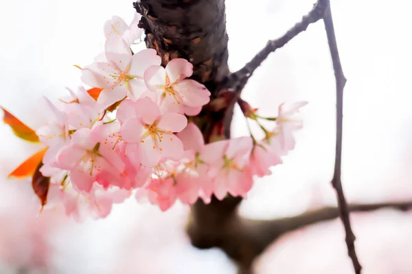 樱花盛开,春色柔和. 苹果花选择性软聚焦点 — 图库照片