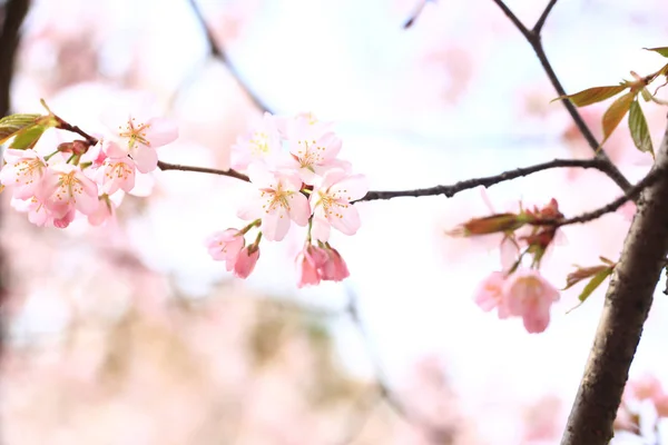 桜が咲き、春の穏やかな背景。リンゴの花選択的ソフトフォーカス — ストック写真