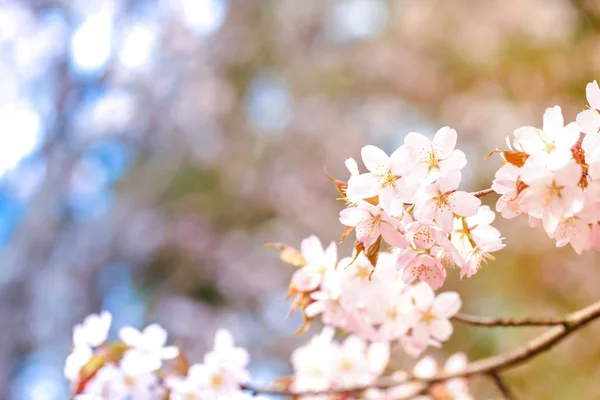Sakura fioritura, primavera sfondo delicato. fiori di mela selettivo soft focus — Foto Stock