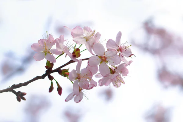 Sakura fioritura, primavera sfondo delicato. fiori di mela selettivo soft focus — Foto Stock