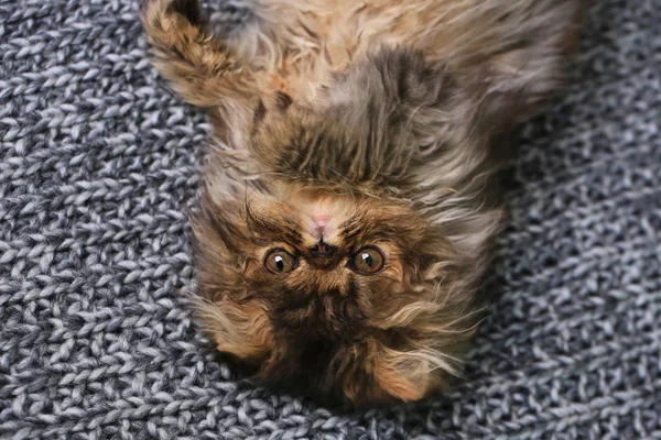 Mignon chaton persan couché sur une couverture tricotée — Photo