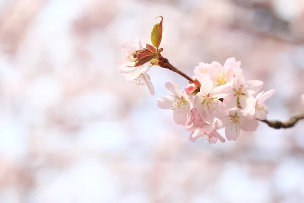 リンゴの木の開花枝。柔らかい選択的フォーカスを持つ春の背景。桜の開花 — ストック写真