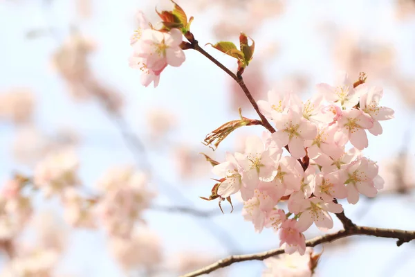 枝头开花的苹果树。 具有软选择性聚焦的春光背景. 盛开的藏红花 — 图库照片