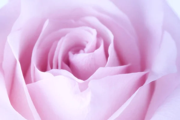 Delicate blurred pink rose background — Stock Photo, Image