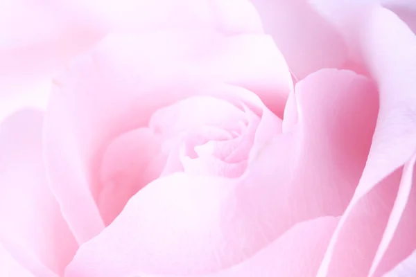 Zarte verschwommene rosa Rose Hintergrund — Stockfoto