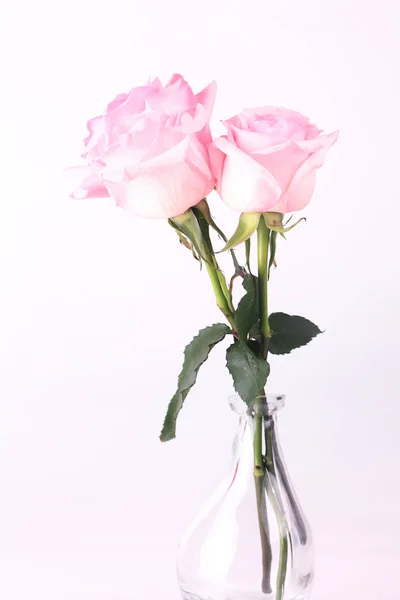 배경 이 옅은 분홍빛 장미 — 스톡 사진