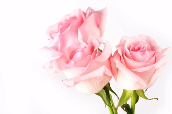 Pink roses on a light background — Stock Photo, Image