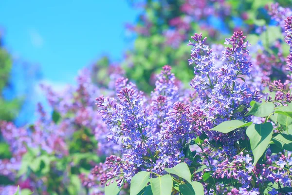 Flowering lilac trees in the park — Stock Photo, Image