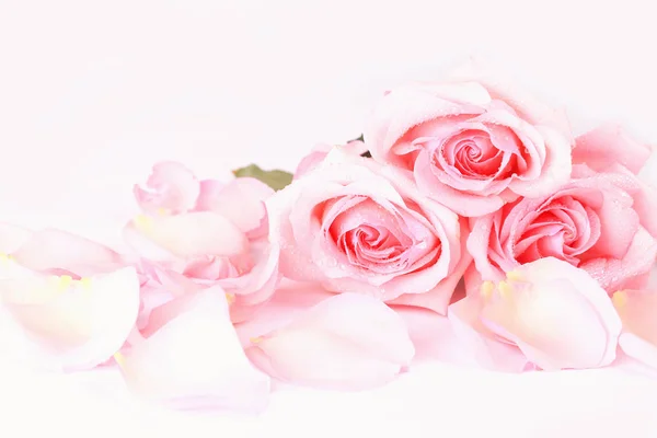 Bouquet of pale pink roses with petals on a light background. postcard background for Valentine's day — Stock Photo, Image