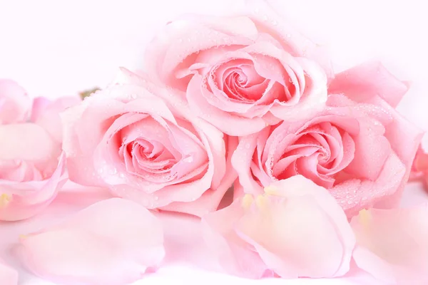 Buquê de rosas rosa pálidas com pétalas em um fundo leve. fundo do cartão postal para o dia dos namorados — Fotografia de Stock