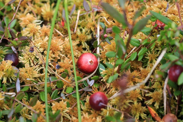 Cranberry in the swamp, selective soft focus — Stock Photo, Image