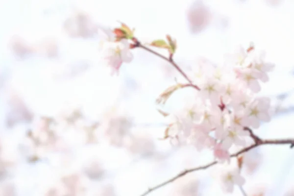 Fleurs délicates du printemps arbre. foyer sélectif doux — Photo