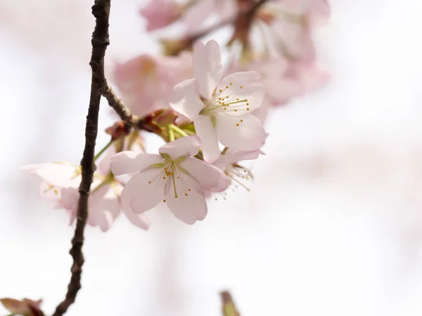 春の樹の繊細な花。選択的集中力が — ストック写真