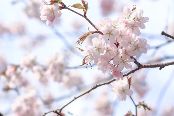 春の樹の繊細な花。選択的集中力が — ストック写真