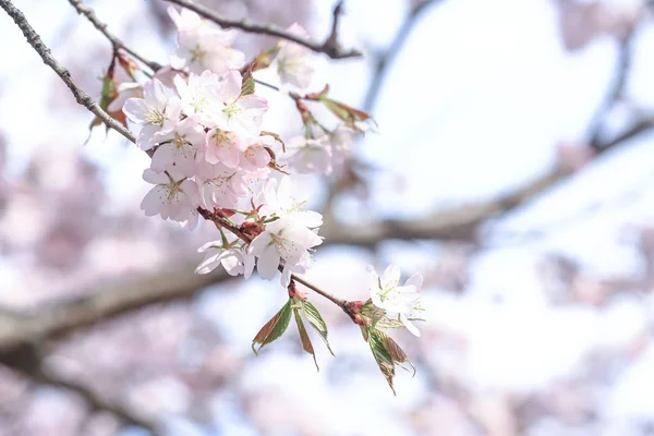 Bahar ağacının narin çiçekleri. yumuşak seçici odak — Stok fotoğraf