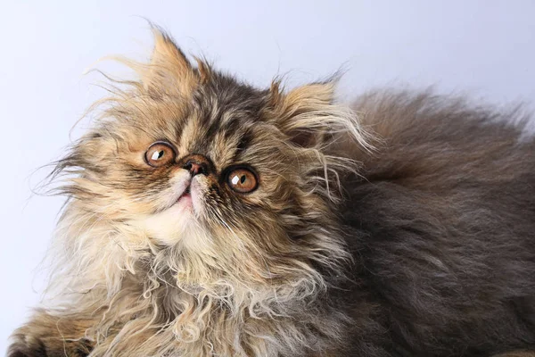 Piccolo gattino persiano — Foto Stock