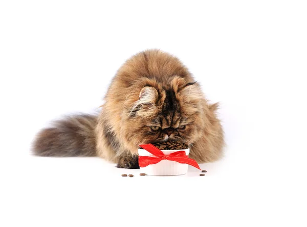 Katze frisst Trockenfutter isoliert auf weißem Hintergrund. flauschige Perserkatze — Stockfoto