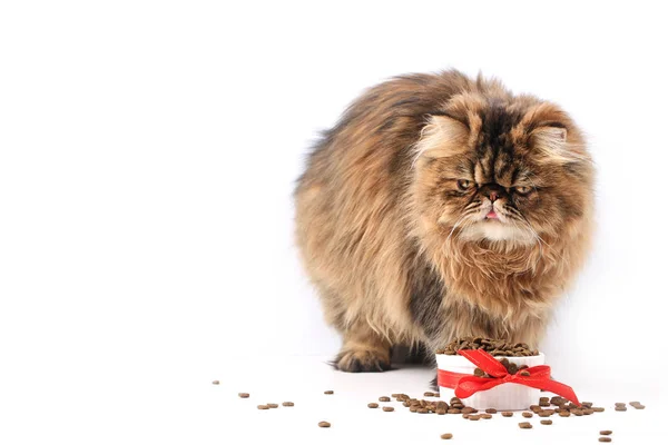 Katze frisst Trockenfutter isoliert auf weißem Hintergrund. flauschige Perserkatze — Stockfoto