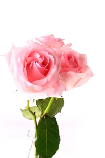 Pink roses on a light background — Stock Photo, Image