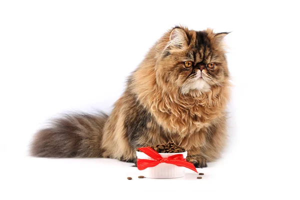 Cat eating dry food Isolated on white background. fluffy persian cat Stock Picture