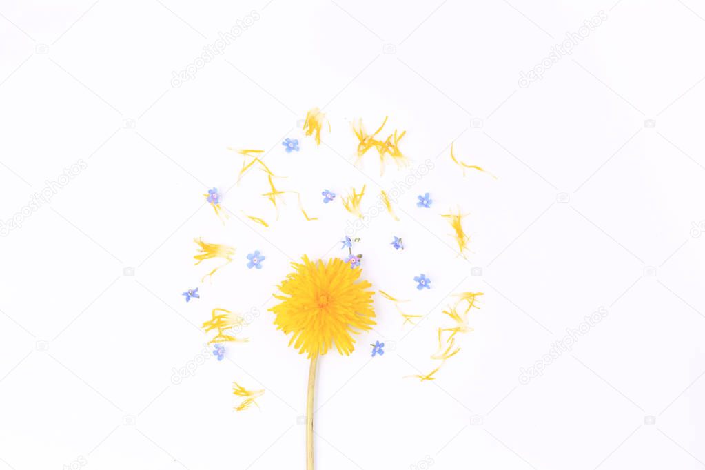 Creative concept with dandelion isolated on white background. spring easter composition