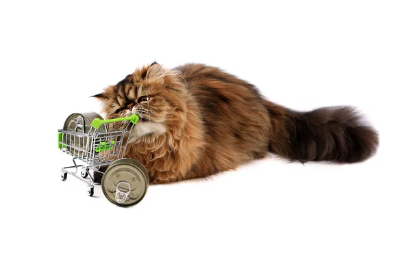 Gato com alimentos enlatados no carrinho de compras isolado no fundo branco — Fotografia de Stock