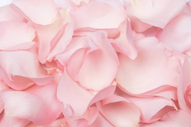 Gül yapraklı narin pembe arkaplan