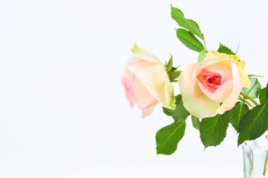 Hafif arkaplanda narin bir gül