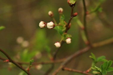 Yaz bahçesinde elma ağacı tomurcukları