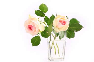 Hafif arkaplanda narin bir gül