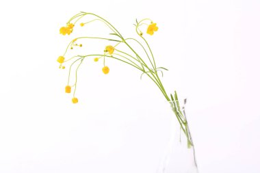 Beyaz arka planda zarif sarı çiçekler