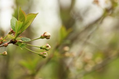 Yaz bahçesinde elma ağacı tomurcukları