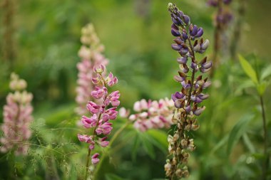 Lupin çiçekleri. yaratıcı yaz geçmişi