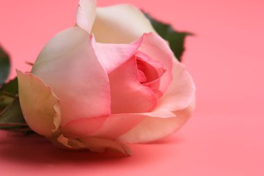 Pembe arka planda pembe bir gül. yaratıcı minimalist yerleşim