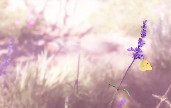 Schmetterling auf einer Lavendelblume in einem blühenden Garten — Stockfoto