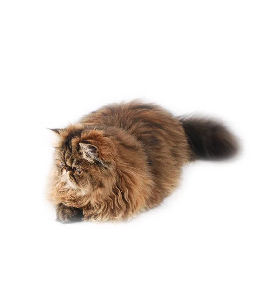 Перський кіт ізольований на білому тлі — стокове фото