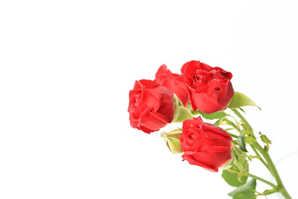 Rote Rosen Auf Weißem Hintergrund — Stockfoto