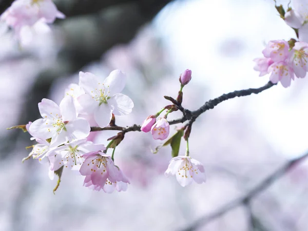 春の庭の開花木 — ストック写真