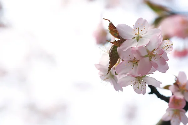 春の庭の開花木 — ストック写真