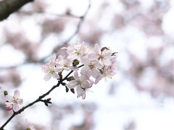 春天花园的开花树 — 图库照片